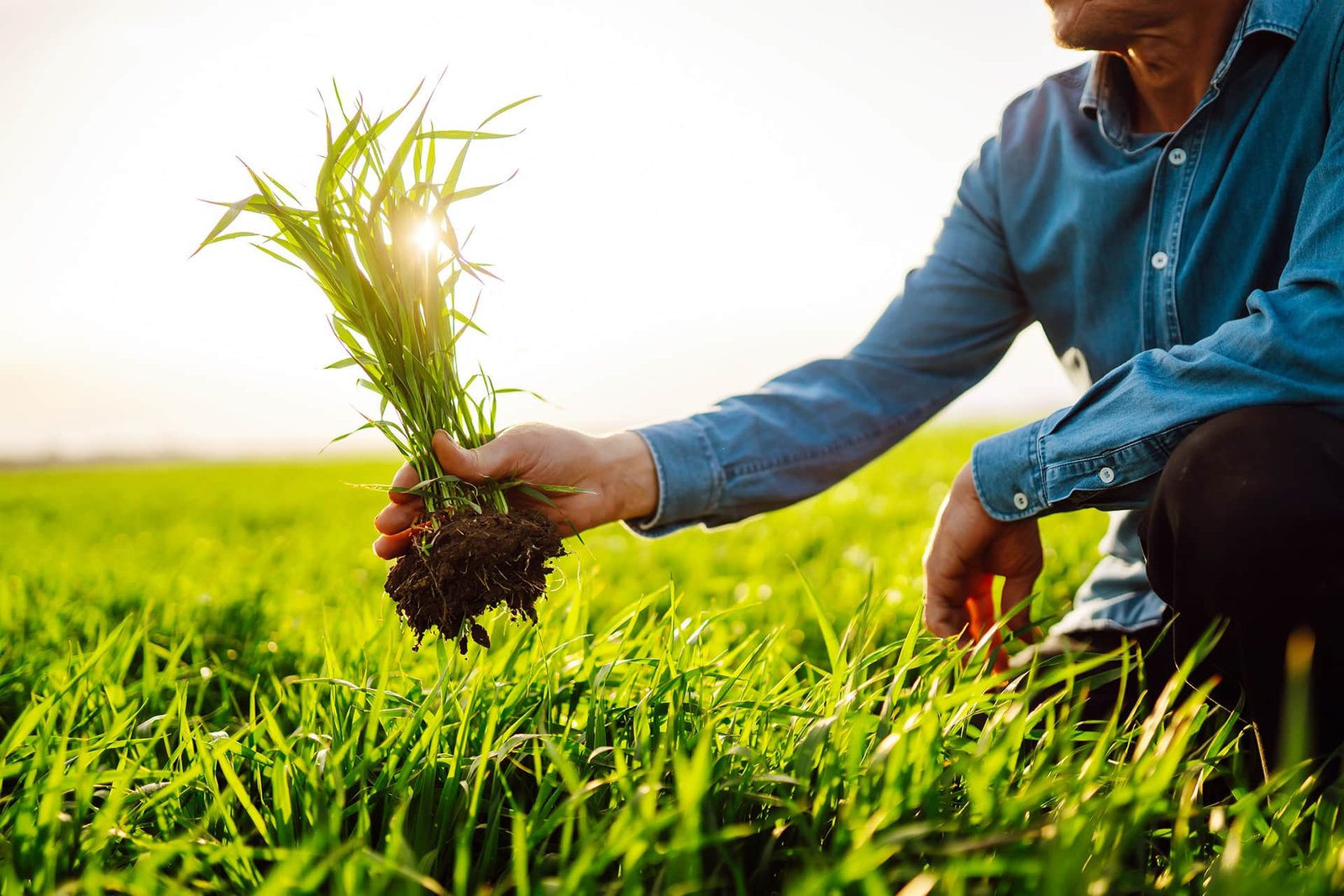 Eco-Friendly Agriculture Practices for Long-Term Farm Success